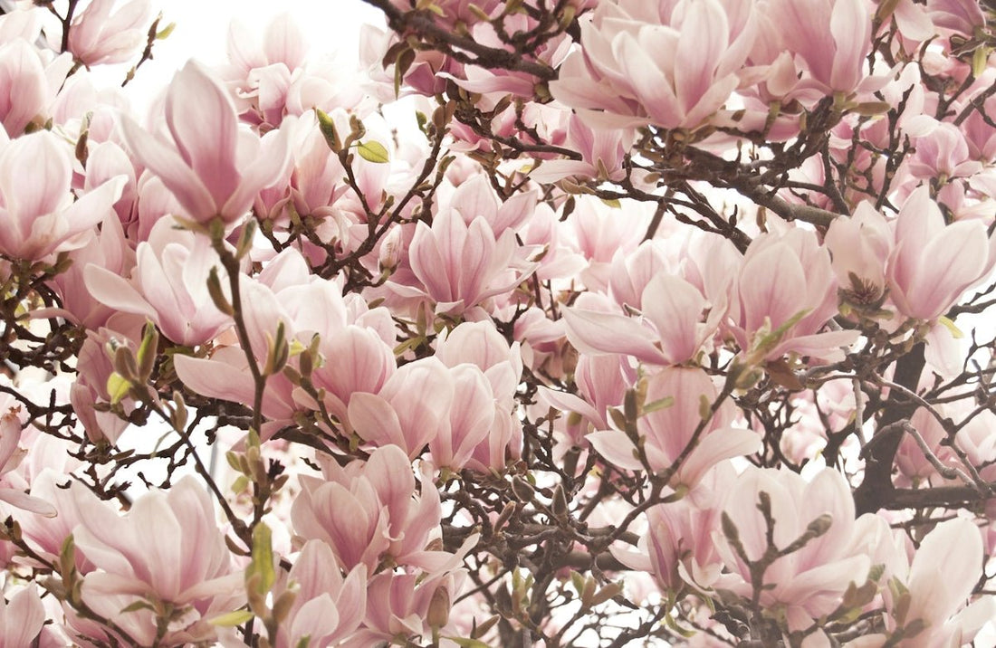 MAGNOLIA IN BLOOM Reveal Comfort and Calm with CandleLux Aromatherapy and Non-Toxic Essential Oil Candles - Boston CandleLux