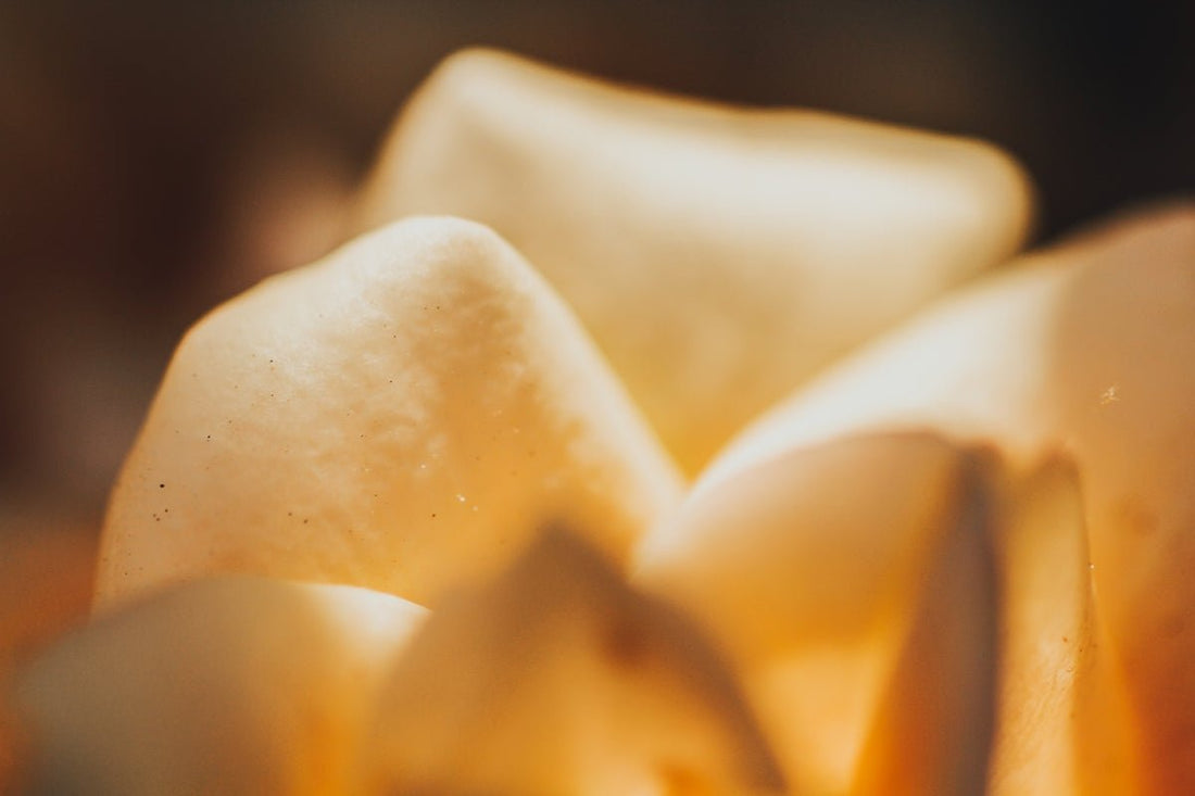 Illuminate Your Home with Golden Santal Clean-Burning Luxury Soy Candles From CandleLux - Boston CandleLux