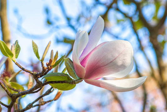The Art of Mindful Calm with MAGNOLIA IN BLOOM Clean-Burning Aromatherapy Candles - Boston CandleLux
