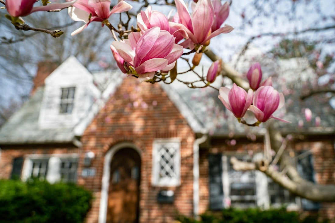 MAGNOLIA IN BLOOM Brighten Your Home with CandleLux Non-Toxic and Essential Oil Aromatherapy Candles - Boston CandleLux