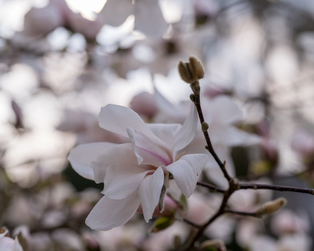 MAGNOLIA IN BLOOM Rediscover Tranquility with CandleLux Non-Toxic and Clean-Burning Aromatherapy Candles - Boston CandleLux